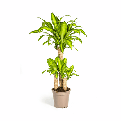Dracaena fragrans - Duftender Drachenbaum