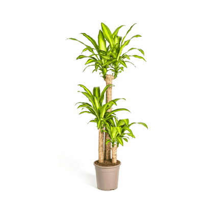 Dracaena fragrans - Duftender Drachenbaum