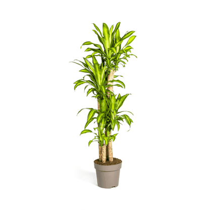 Dracaena fragrans - Duftender Drachenbaum