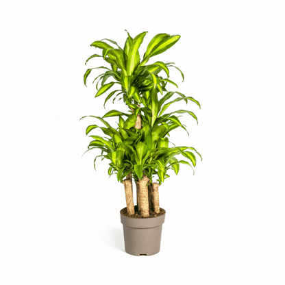 Dracaena fragrans - Duftender Drachenbaum