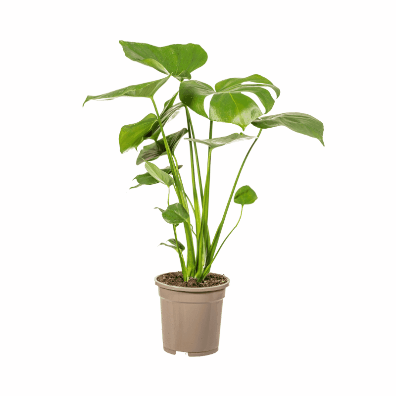 Monstera Deliciosa - Fensterblatt