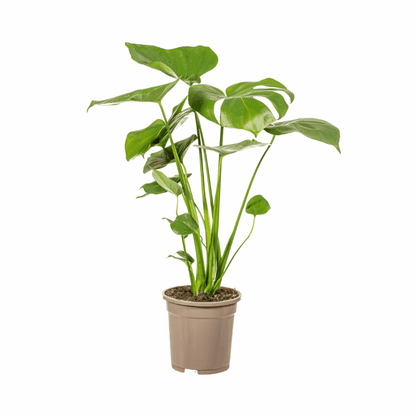 Monstera Deliciosa - Fensterblatt