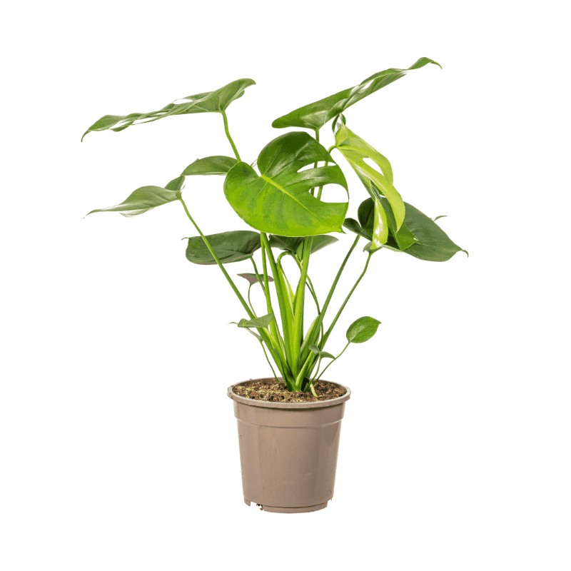 Monstera Deliciosa - Fensterblatt