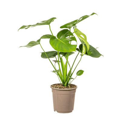 Monstera Deliciosa - Fensterblatt