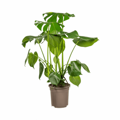 Monstera Deliciosa - Fensterblatt