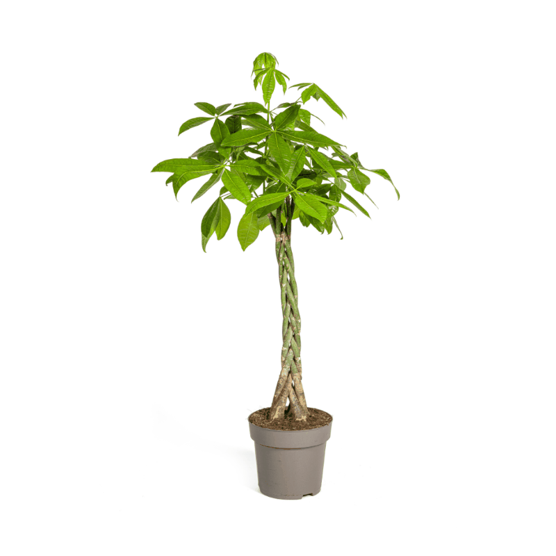Pachira aquatica - Glückskastanie