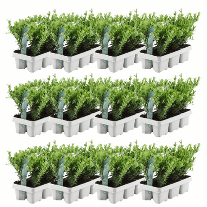 Ilex crenata - Japanische Stechpalme