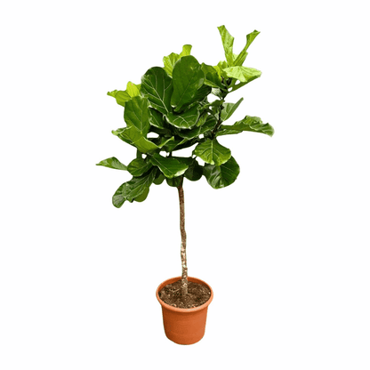 Ficus lyrata - Geigenfeige