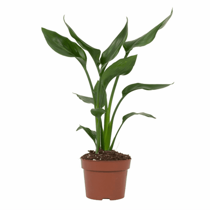 Strelitzia reginae - Paradiesvogelblume