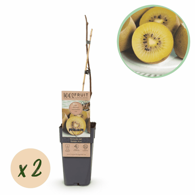 Actinidia deliciosa - Verschiedene Sorten Kiwipflanzen