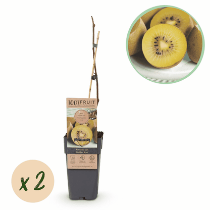 Actinidia deliciosa - Verschiedene Sorten Kiwipflanzen