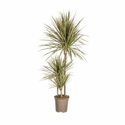 Dracaena marginata - Schmalblättriger, gerandeter Drachenbaum
