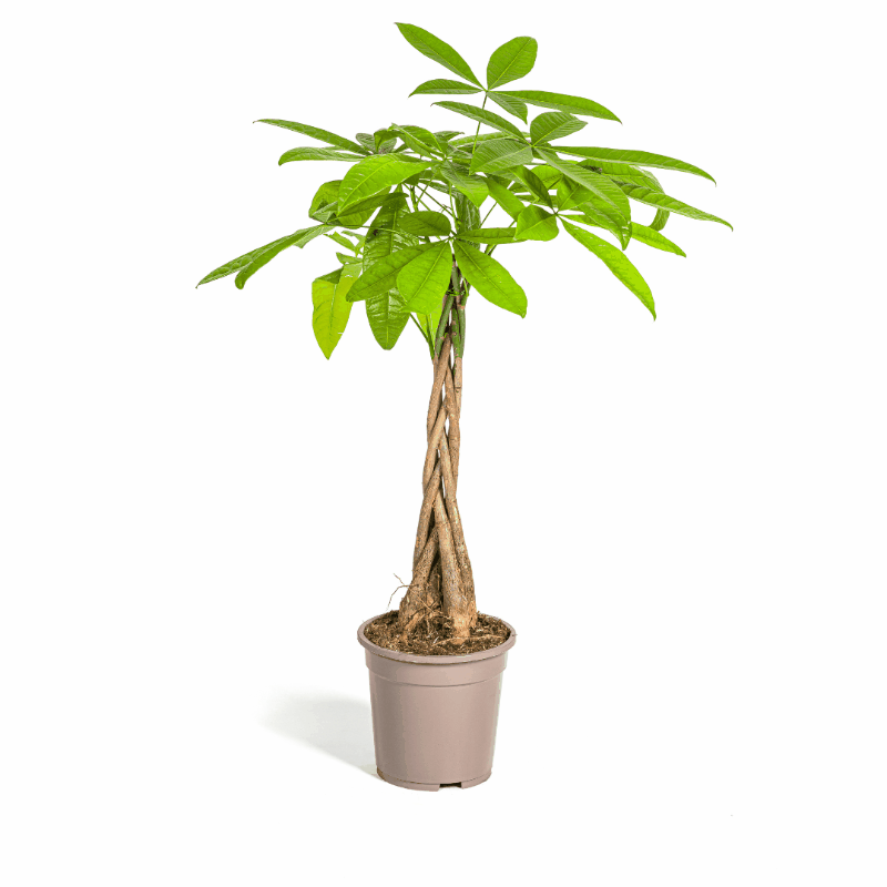 Pachira aquatica - Glückskastanie