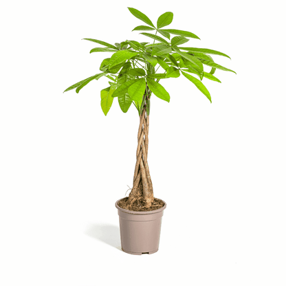 Pachira aquatica - Glückskastanie