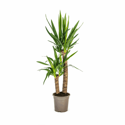 Yucca elephantipes - Riesen-Palmlilie
