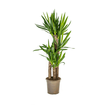 Yucca elephantipes - Riesen-Palmlilie