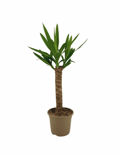 Yucca elephantipes - Riesen-Palmlilie