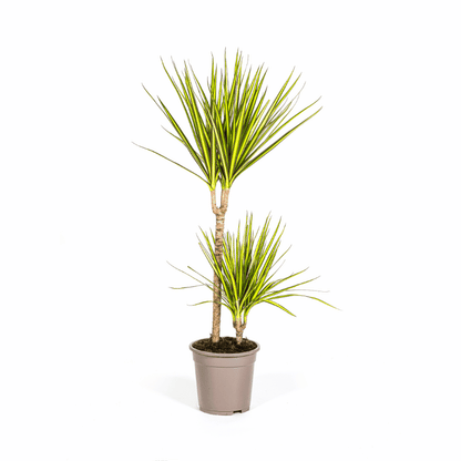 Dracaena marginata - Schmalblättriger, gerandeter Drachenbaum