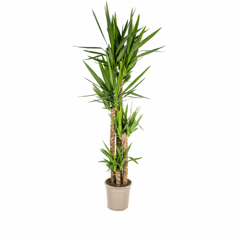 Yucca elephantipes - Riesen-Palmlilie