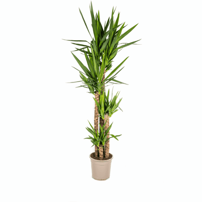 Yucca elephantipes - Riesen-Palmlilie