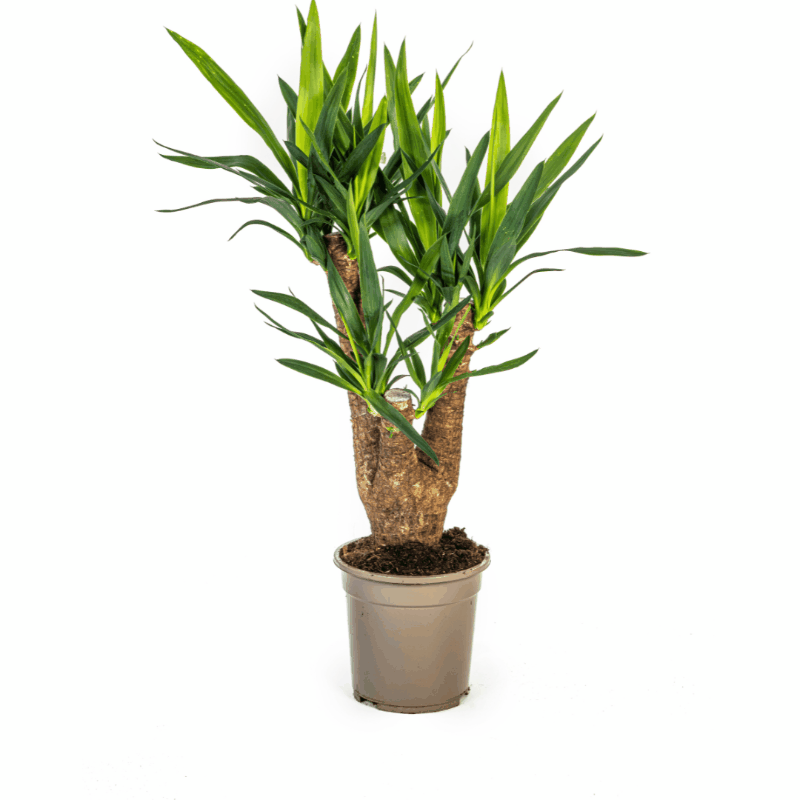 Yucca elephantipes - Riesen-Palmlilie