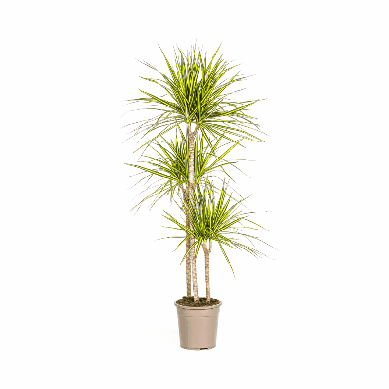 Dracaena marginata - Schmalblättriger, gerandeter Drachenbaum