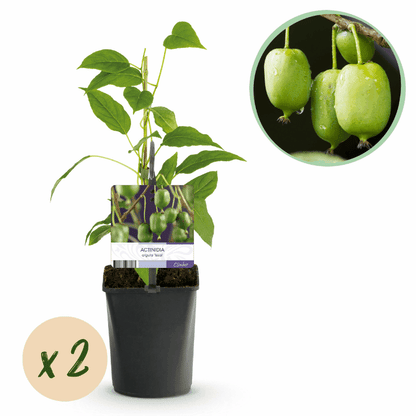 Actinidia arguta - Kiwibeere