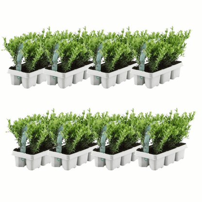 Ilex crenata - Japanische Stechpalme