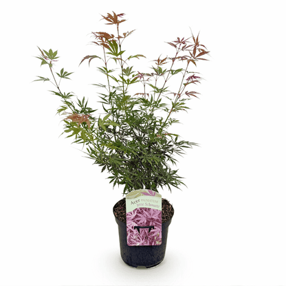 Acer palmatum - Japanischer Fächerahorn