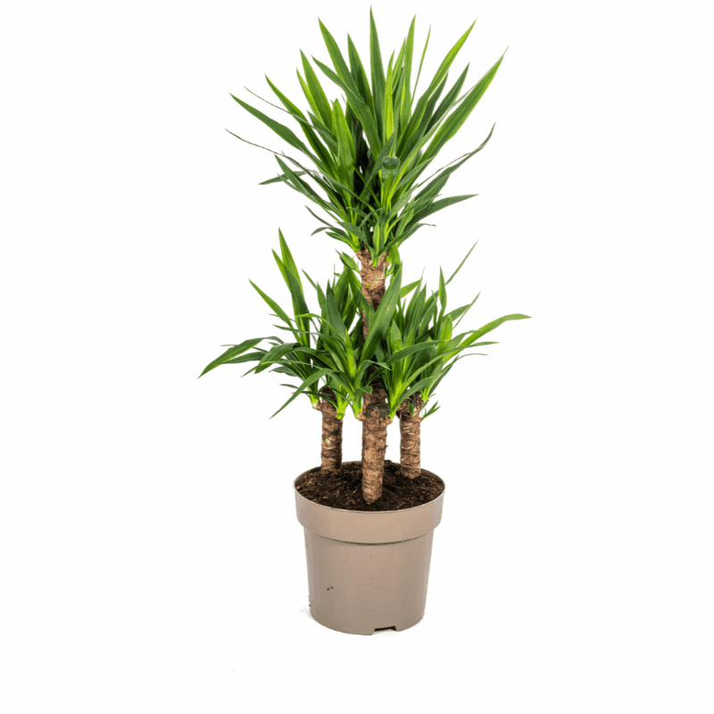 Yucca elephantipes - Riesen-Palmlilie