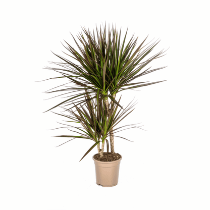 Dracaena marginata - Schmalblättriger, gerandeter Drachenbaum