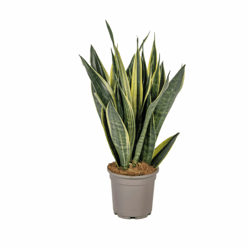 Sansevieria trifasciata - Bogenhanf, Schwiegermutterzunge