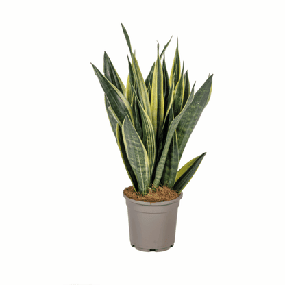 Sansevieria trifasciata - Bogenhanf, Schwiegermutterzunge