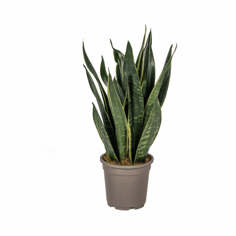 Sansevieria trifasciata - Bogenhanf, Schwiegermutterzunge
