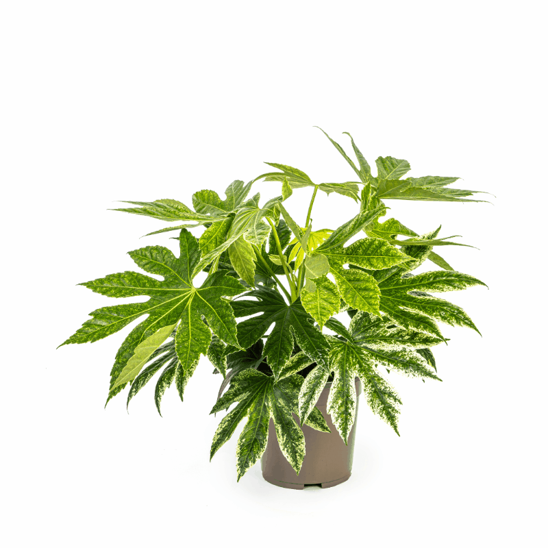 Fatsia japonica variegata - Panaschierte Aralie
