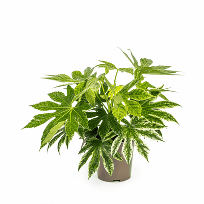 Fatsia japonica variegata - Panaschierte Aralie