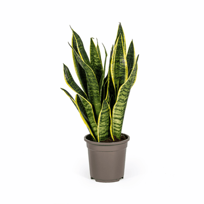 Sansevieria trifasciata - Bogenhanf, Schwiegermutterzunge