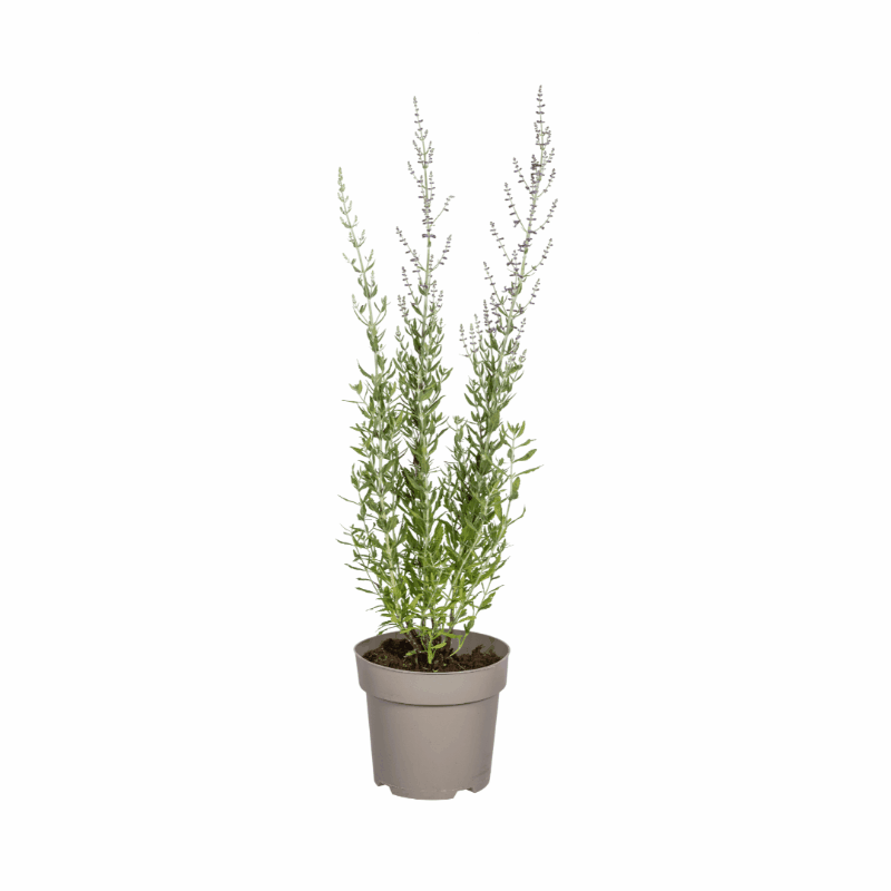 Perovskia atriplicifolia - Blauraute, Silber-Perowskie