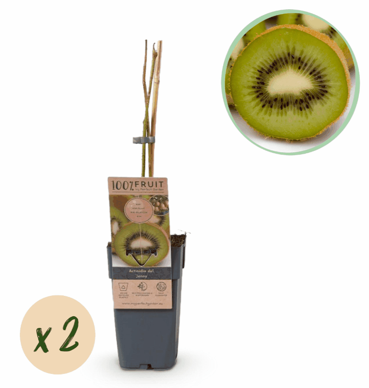 Actinidia deliciosa - Verschiedene Sorten Kiwipflanzen