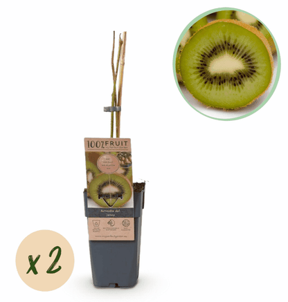 Actinidia deliciosa - Verschiedene Sorten Kiwipflanzen