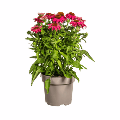 Echinacea purpurea - Purpursonnenhut, Scheinsonnenhut