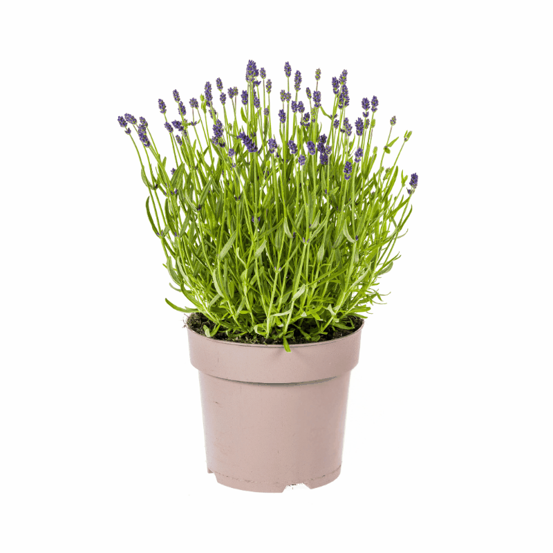 Lavandula - Verschiedene Sorten winterharter Lavendel