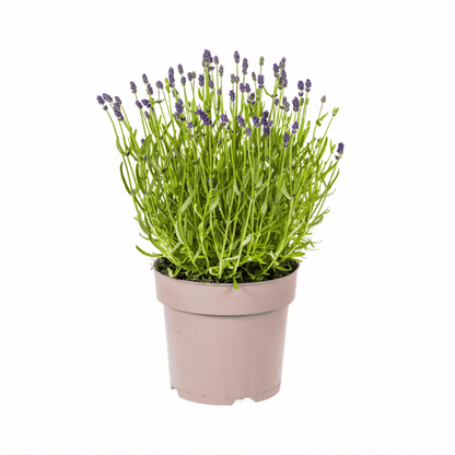 Lavandula - Verschiedene Sorten winterharter Lavendel