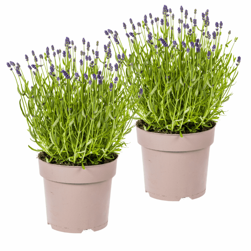 Lavandula - Verschiedene Sorten winterharter Lavendel