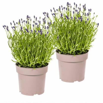 Lavandula - Verschiedene Sorten winterharter Lavendel