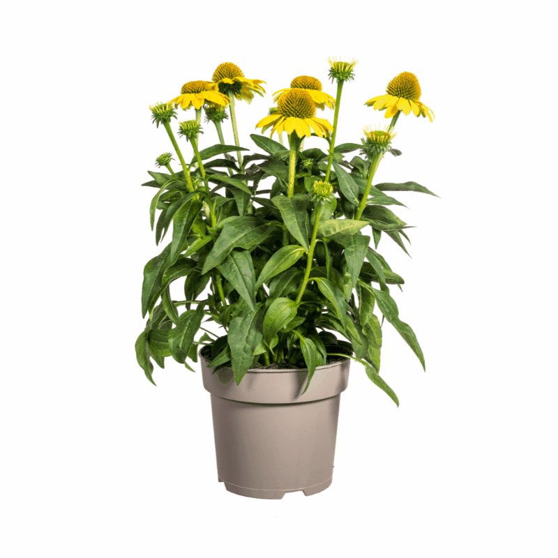 Echinacea purpurea - Purpursonnenhut, Scheinsonnenhut