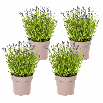 Lavandula - Verschiedene Sorten winterharter Lavendel