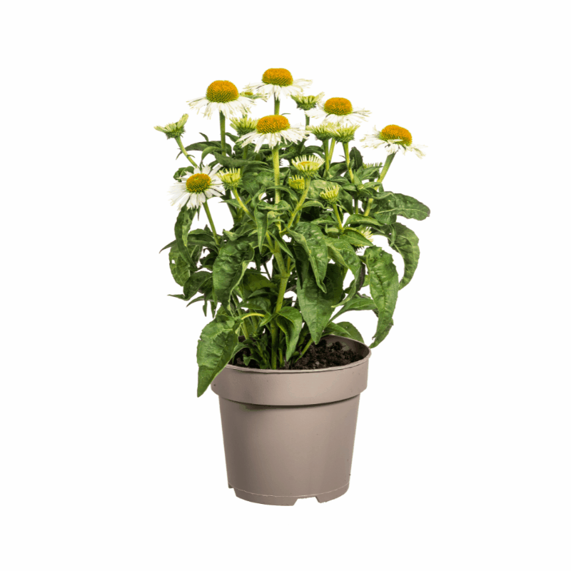 Echinacea purpurea - Purpursonnenhut, Scheinsonnenhut