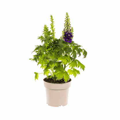 Delphinium elatum - Hoher Rittersporn