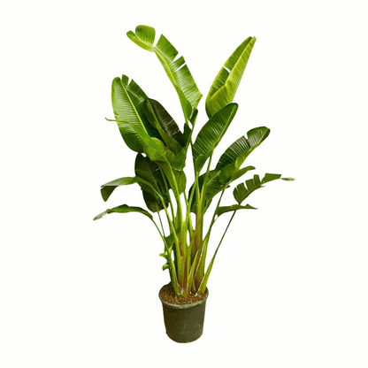 Strelitzia augusta (alba) - Weiẞe Strelitzie